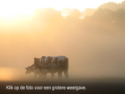 Wilma Bergveld - koeien in de mist